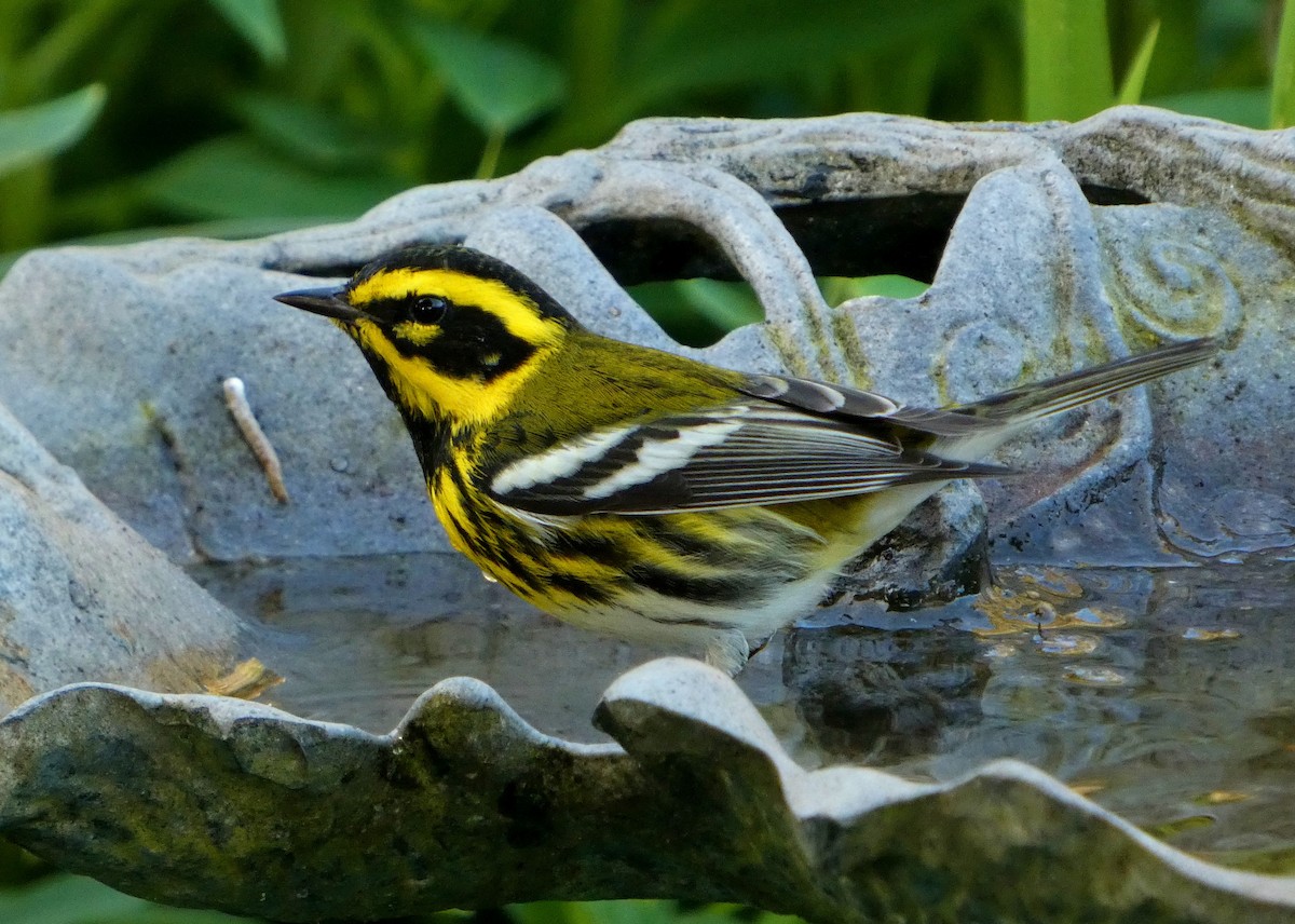 Townsend's Warbler - ML646657416