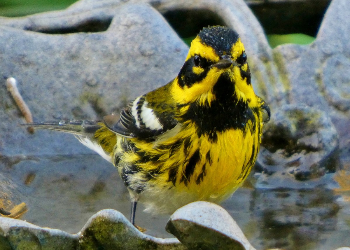 Townsend's Warbler - ML646657417