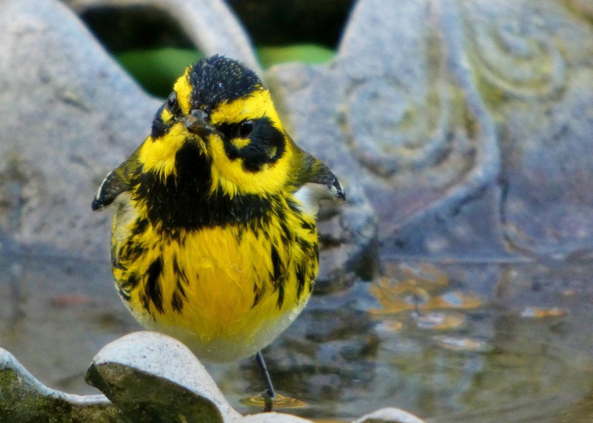 Townsend's Warbler - ML646657418