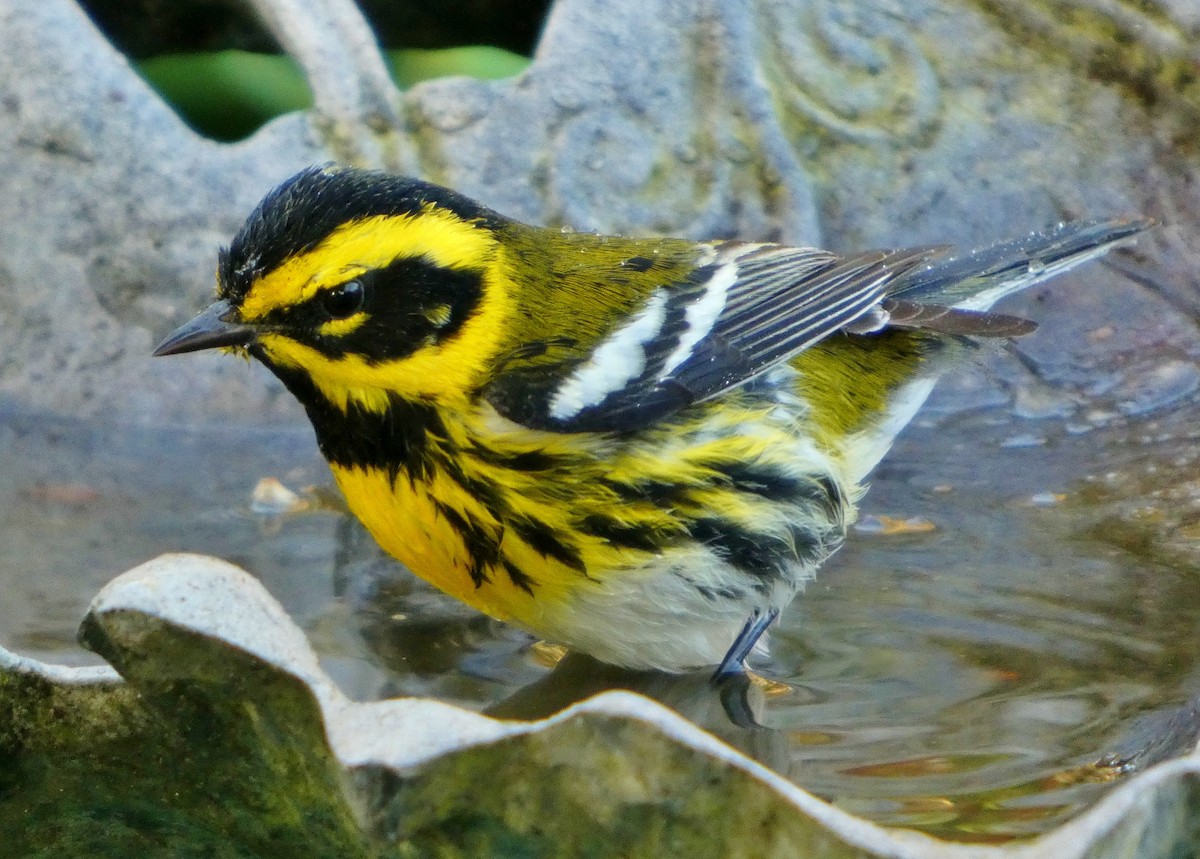 Townsend's Warbler - ML646657419