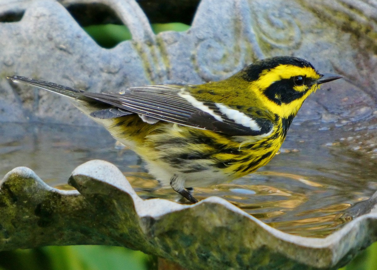 Townsend's Warbler - ML646657420