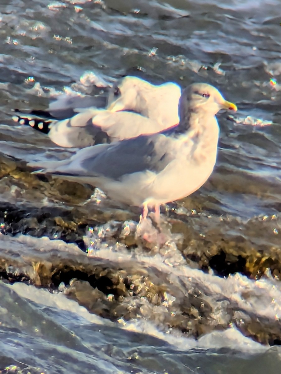 Iceland Gull (kumlieni) - ML646657423