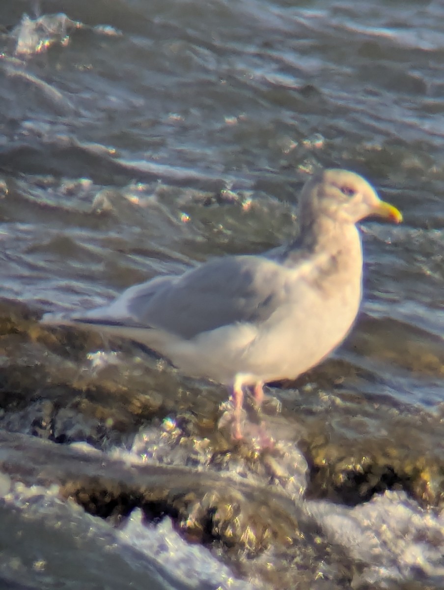Iceland Gull (kumlieni) - ML646657424