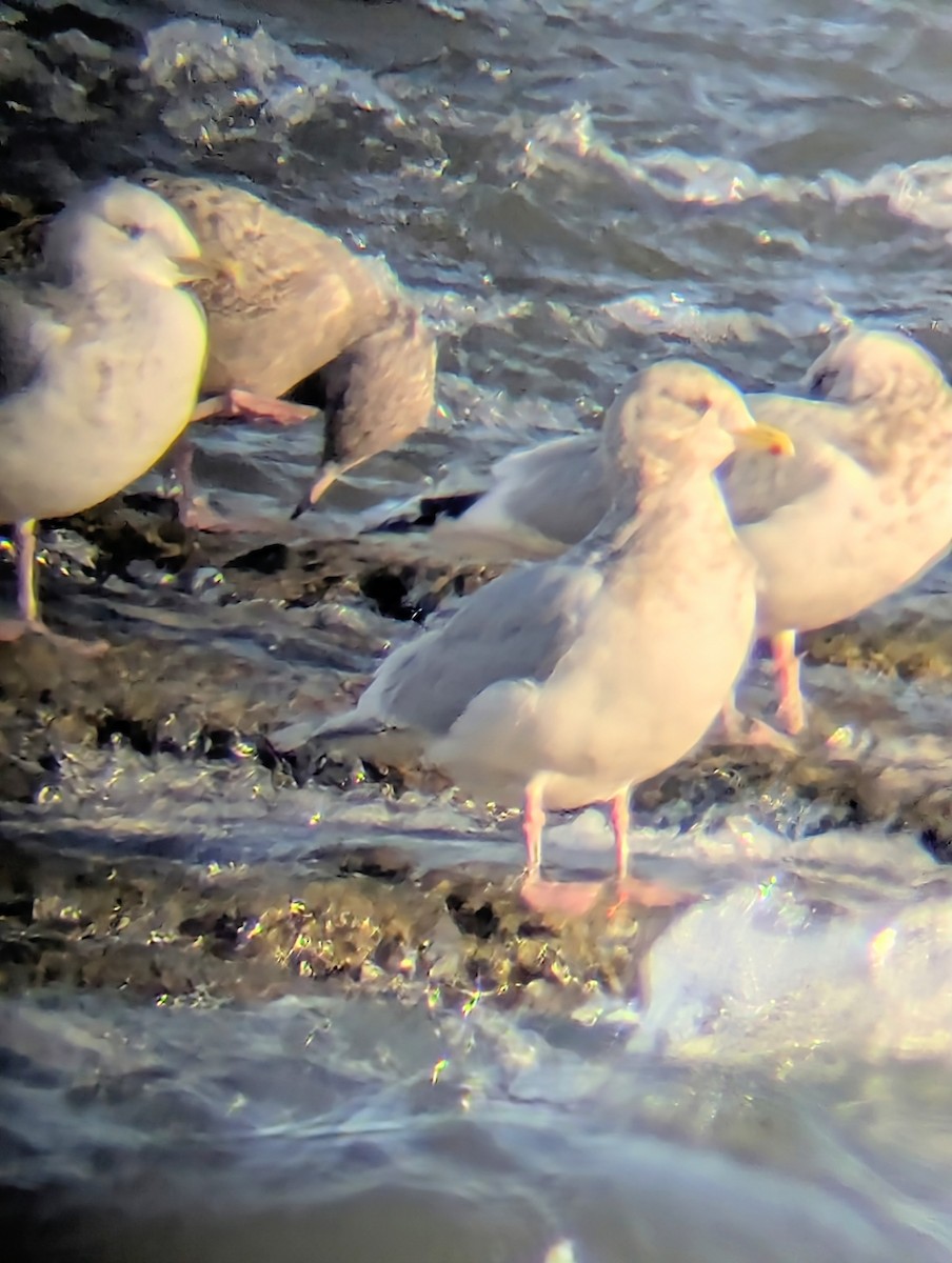 Iceland Gull (kumlieni) - ML646657425