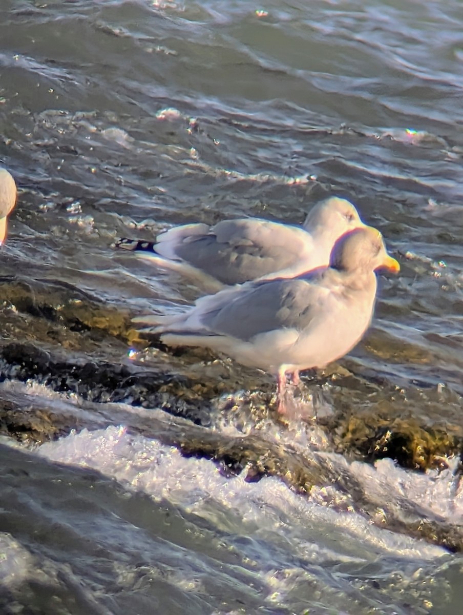 Iceland Gull (kumlieni) - ML646657426