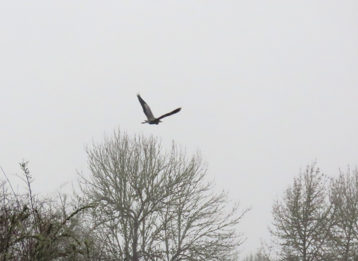 Koartza hauskara amerikarra - ML646657427