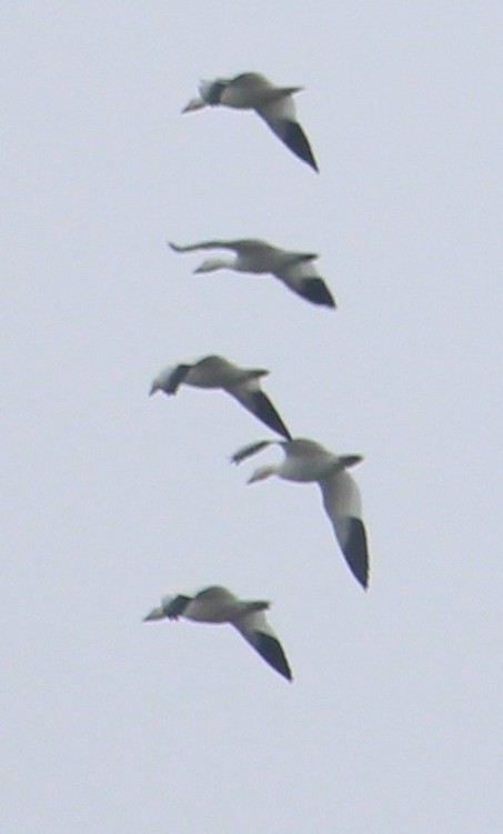 Snow Goose - ML646657428