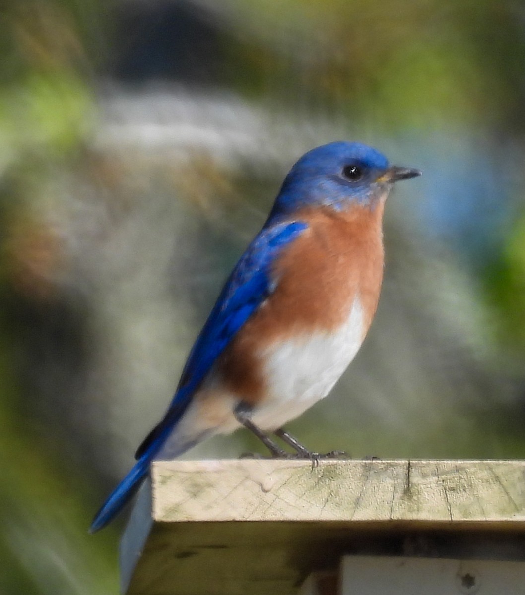 Eastern Bluebird - ML646657429