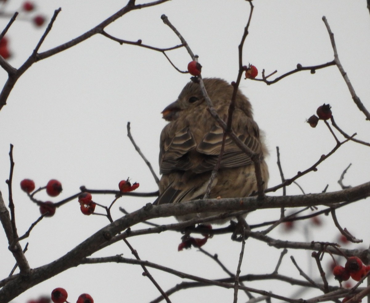 House Finch - ML646657430