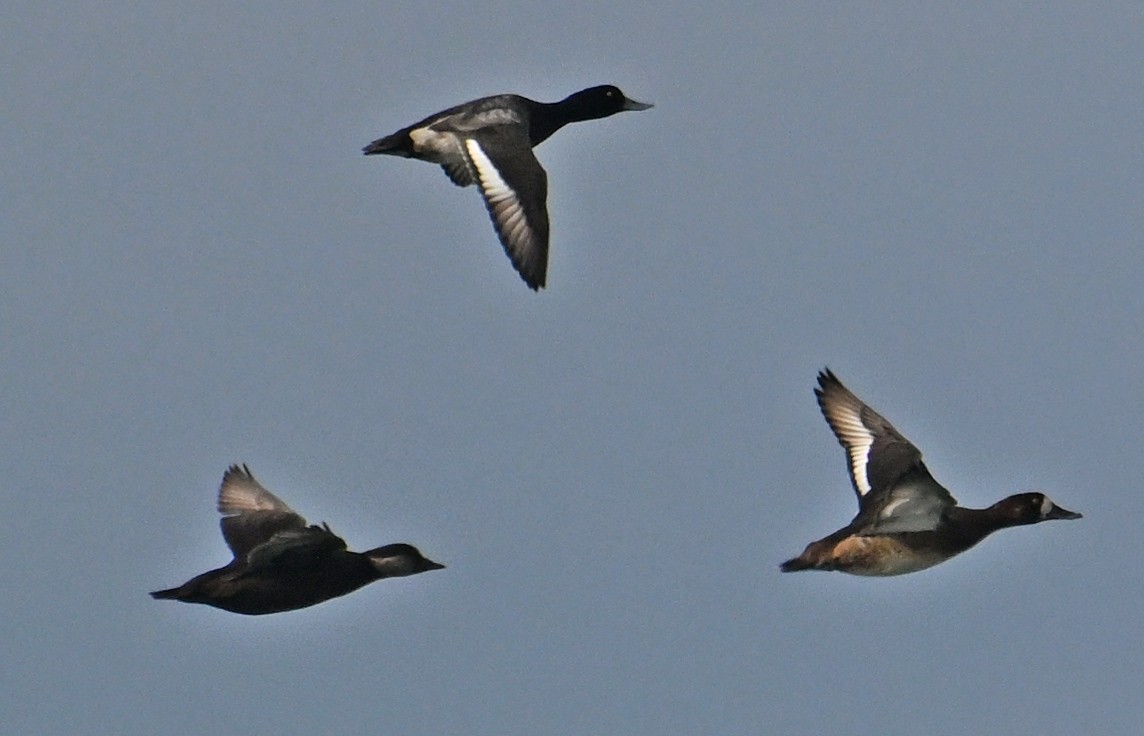 Lesser Scaup - ML646657431