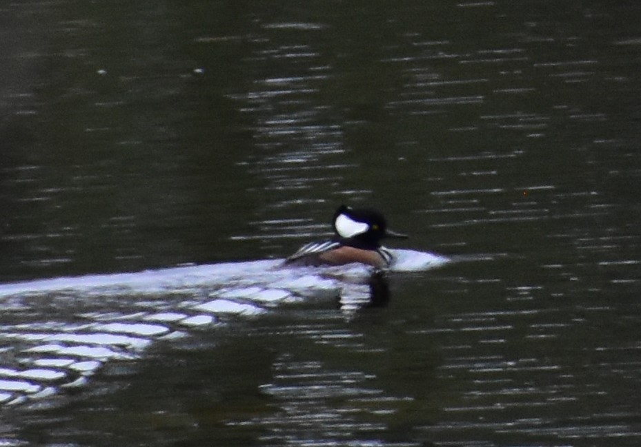 Hooded Merganser - ML646657432