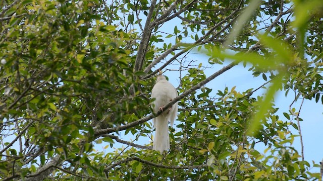 Creamy-bellied Thrush - ML646657437