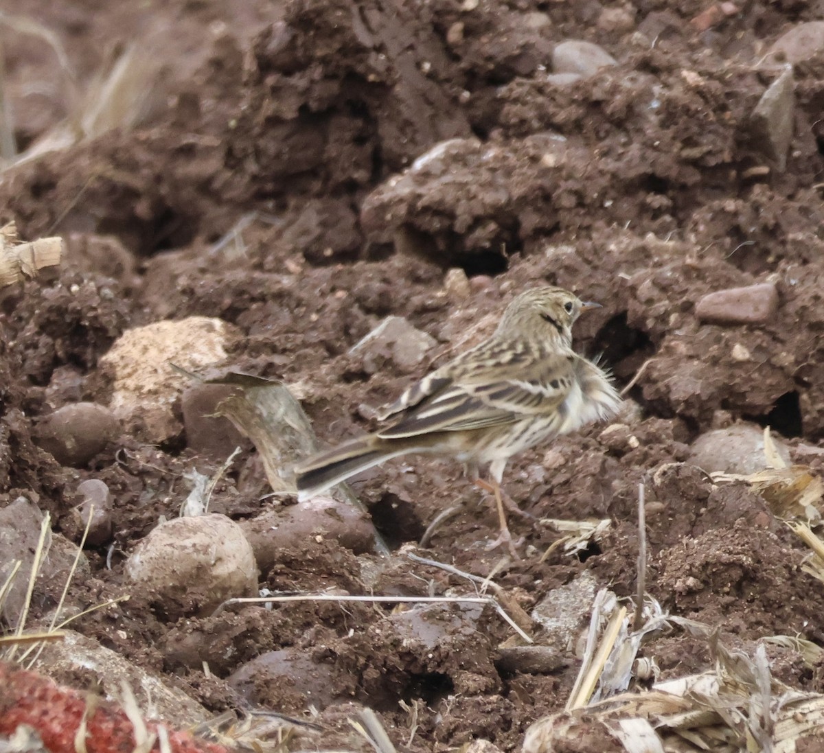 Bisbita Pratense - ML646657438