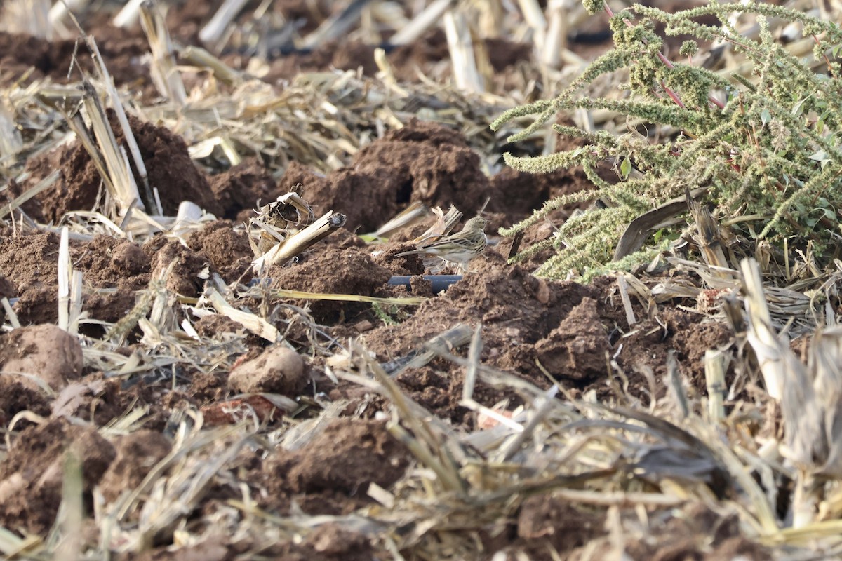 Bisbita Pratense - ML646657440