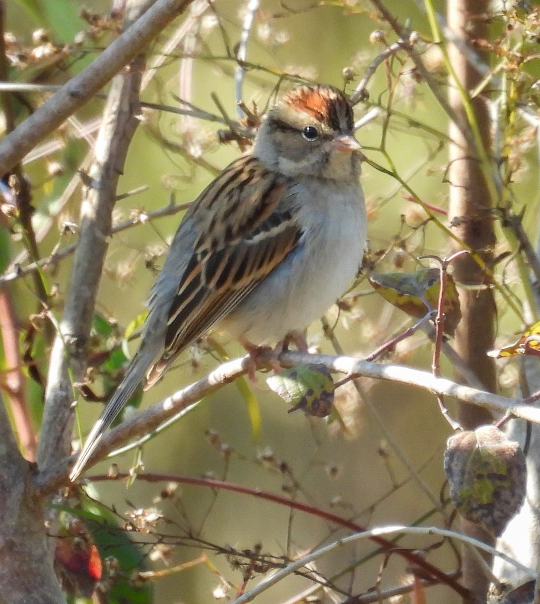 Chipping Sparrow - ML646657441
