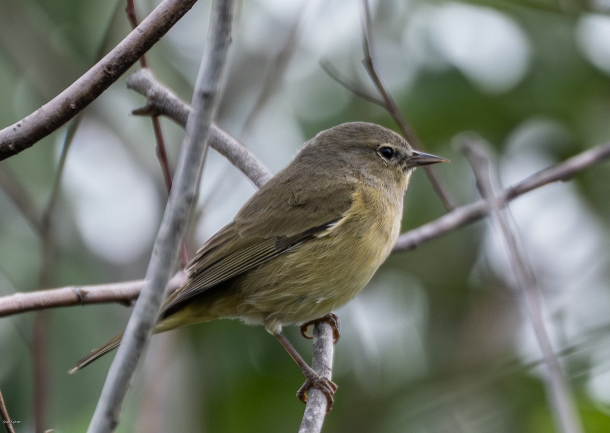 Orange-crowned Warbler - ML646657447