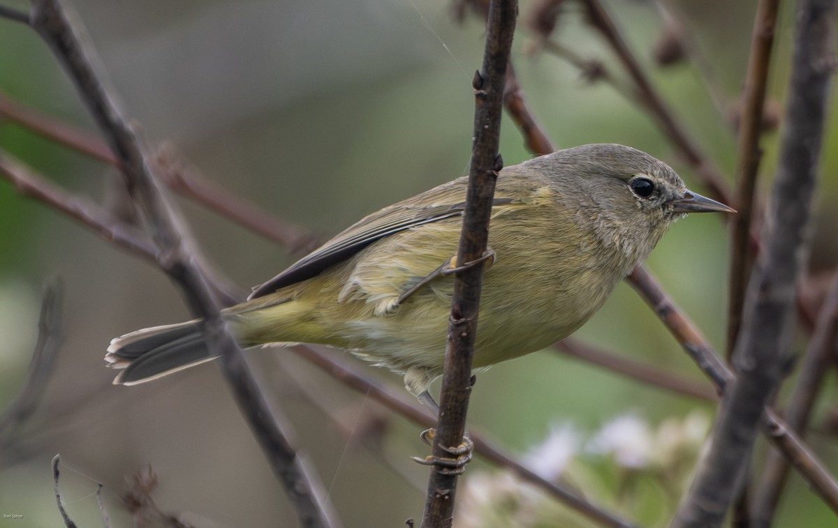Orange-crowned Warbler - ML646657448