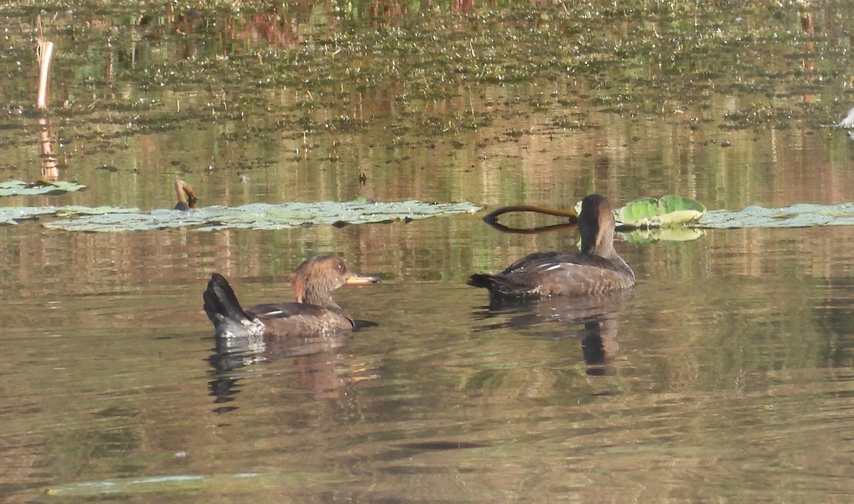 Hooded Merganser - ML646657449