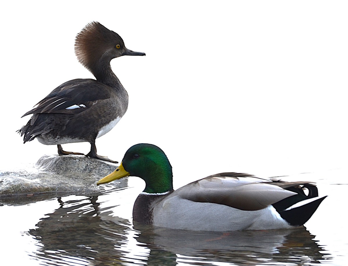 Зэрлэг нугас - ML646657454