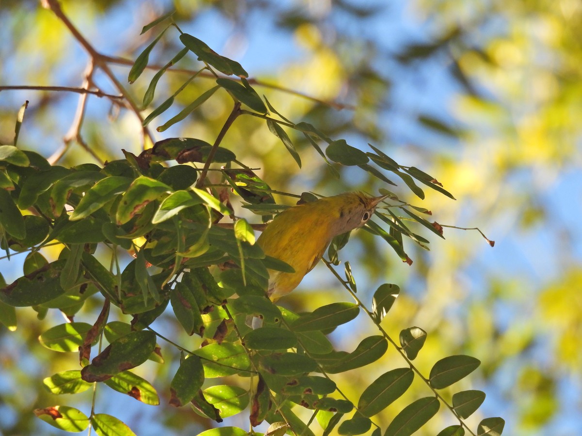 Reinita de Nashville - ML646657456