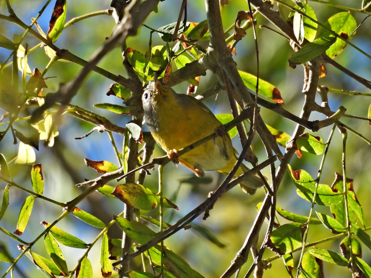 Reinita de Nashville - ML646657457