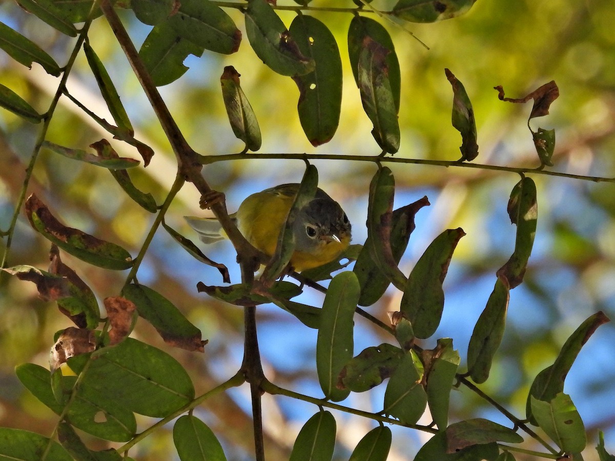 Reinita de Nashville - ML646657459