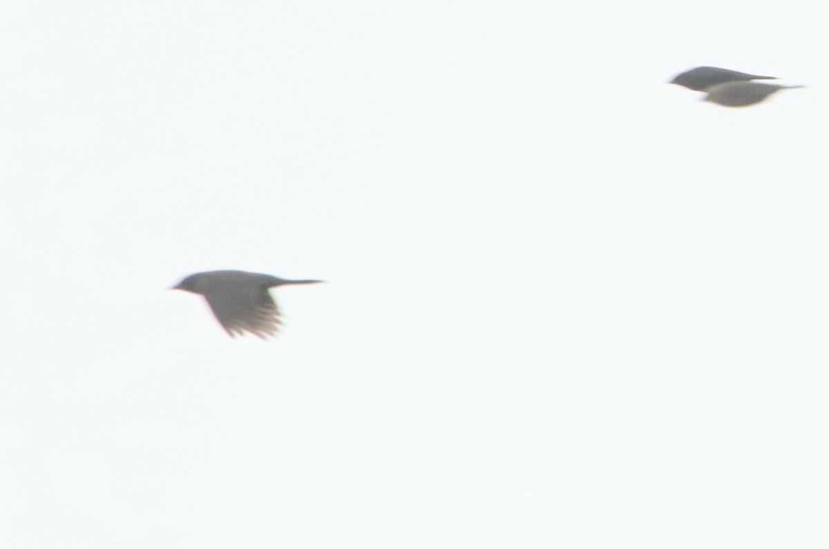 Brewer's Blackbird - ML646657460