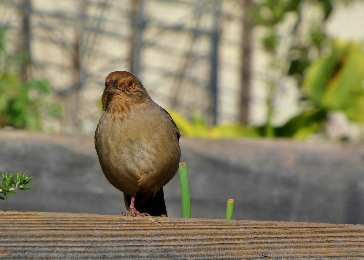 California Towhee - ML646657461