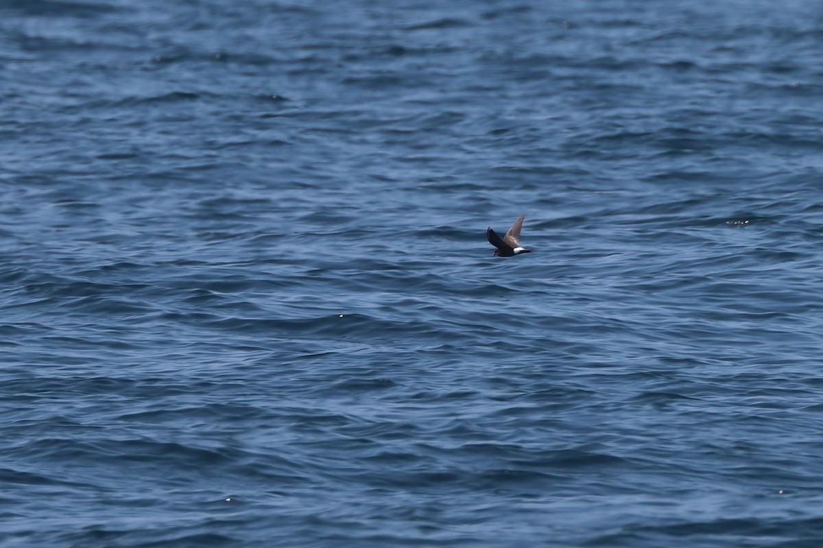 buřníček žlutonohý - ML646657462