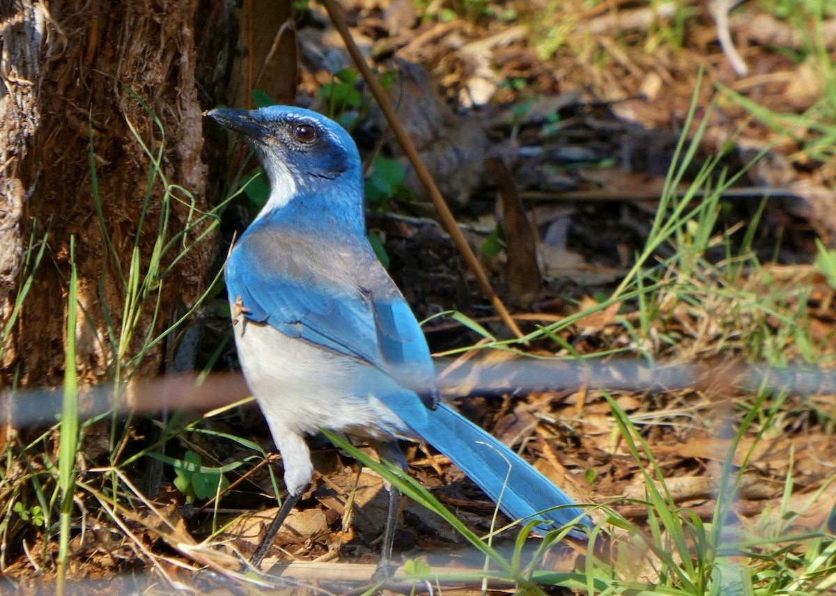 California Scrub-Jay - ML646657468