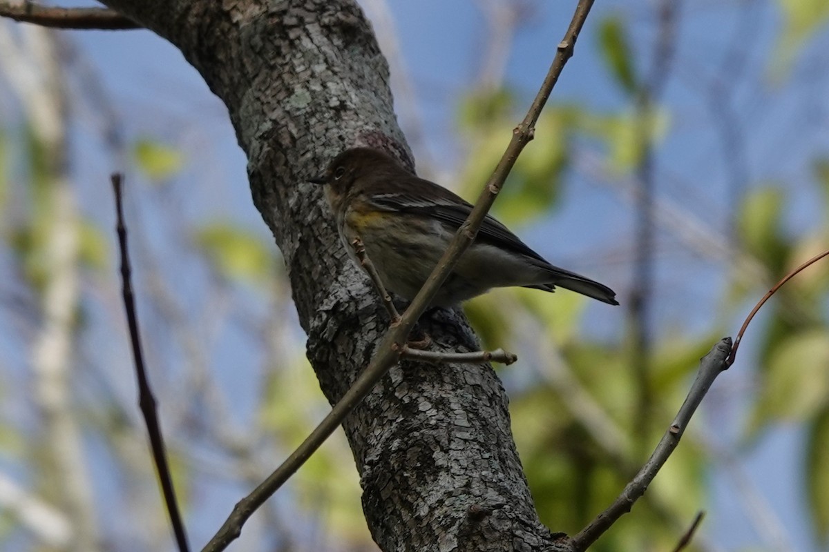 Taçlı Ötleğen - ML646657469