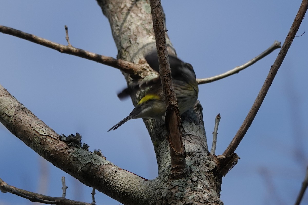 Taçlı Ötleğen - ML646657470