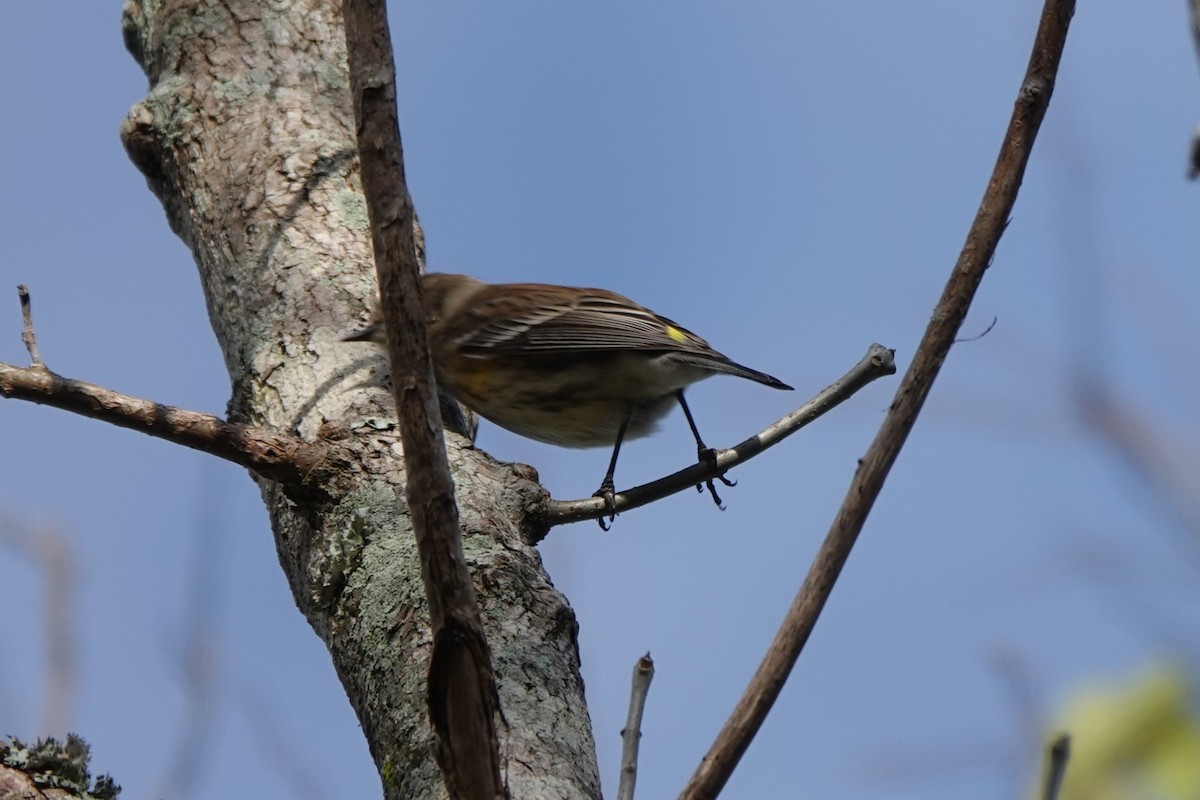 Taçlı Ötleğen - ML646657471