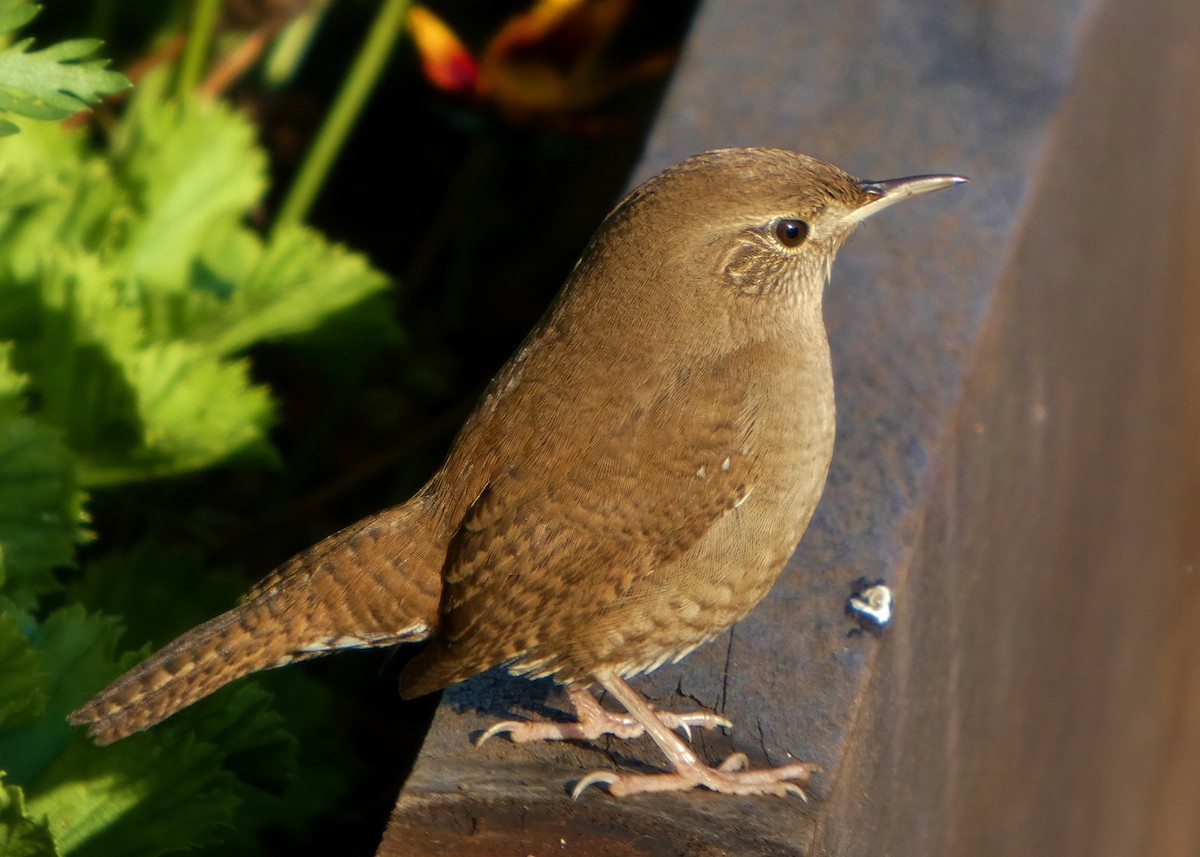 Northern House Wren - ML646657472