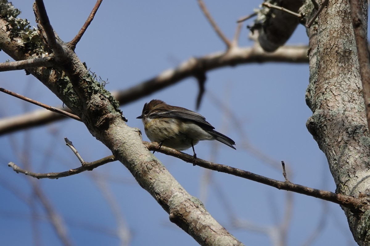 Taçlı Ötleğen - ML646657475