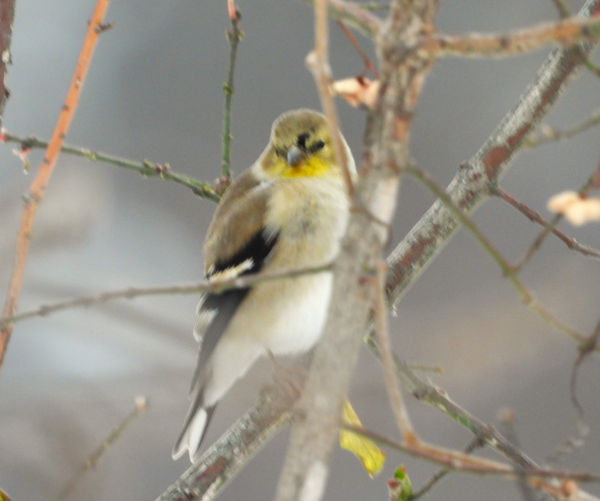 オウゴンヒワ - ML646657484