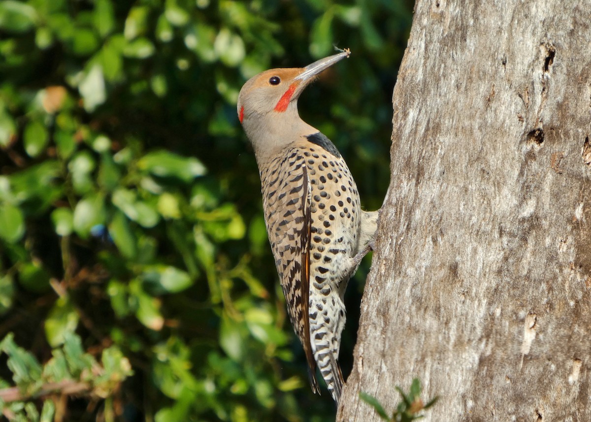 Northern Flicker - ML646657485
