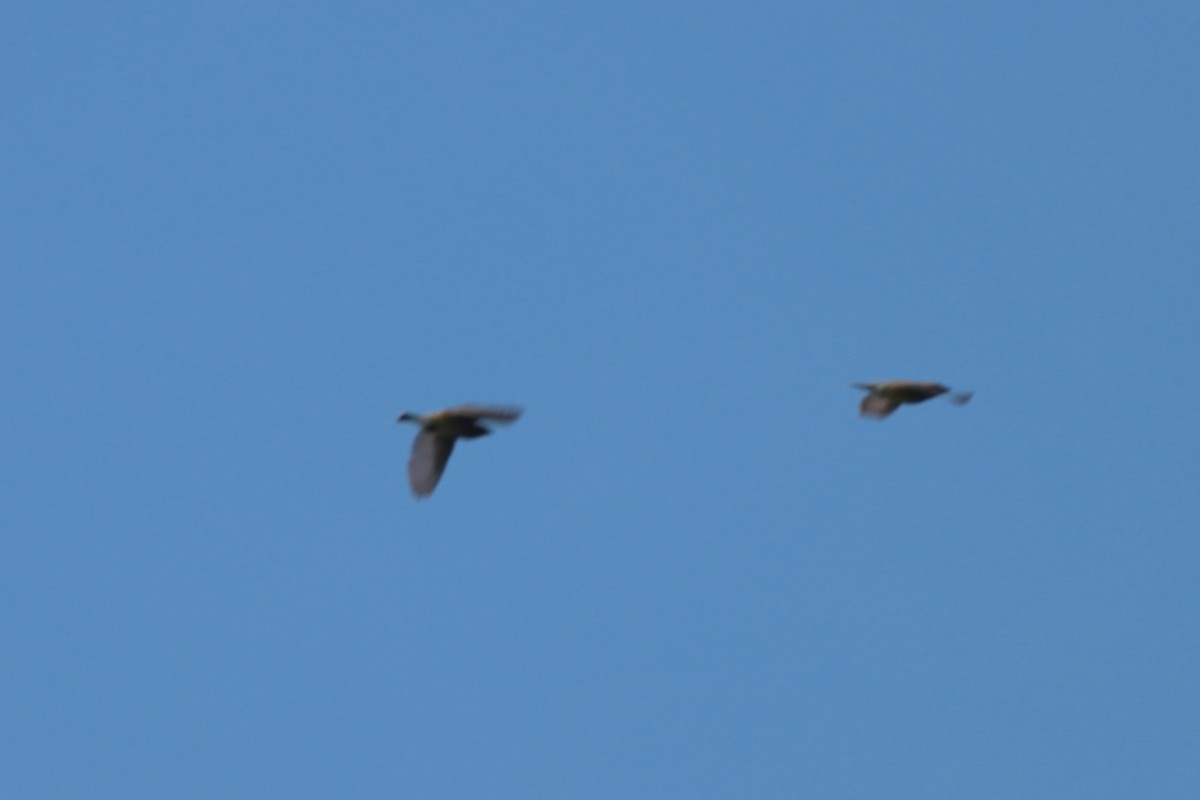 brkoslav americký - ML646657486