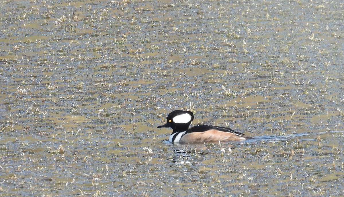Hooded Merganser - ML646657487