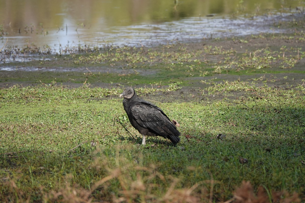 Чёрная катарта - ML646657492