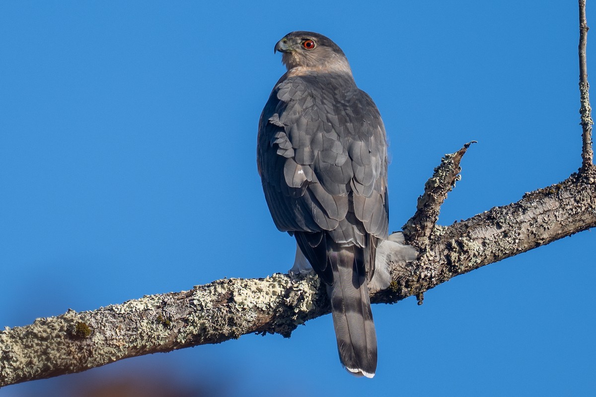 Cooper's Hawk - ML646657494