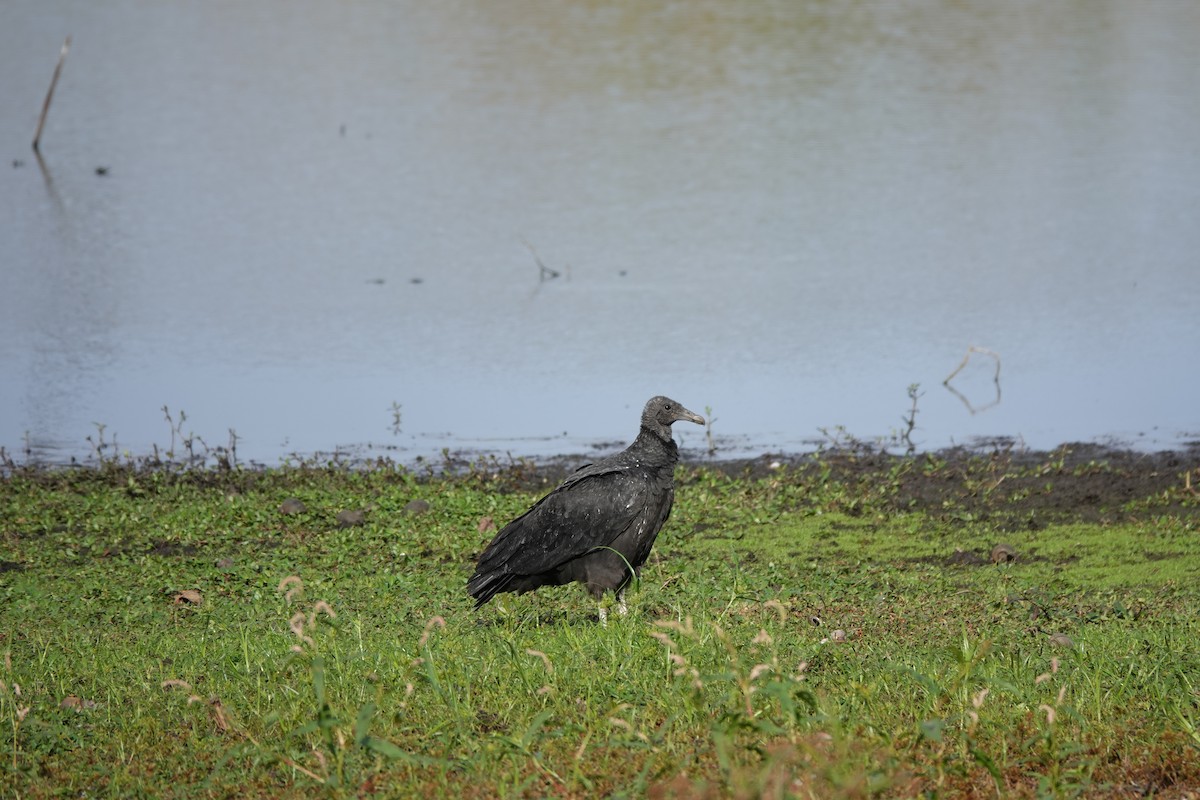 Чёрная катарта - ML646657497