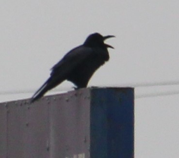 Common Raven - ML646657505