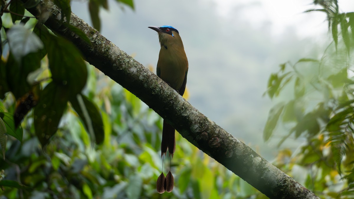 Andean Motmot - ML646657506