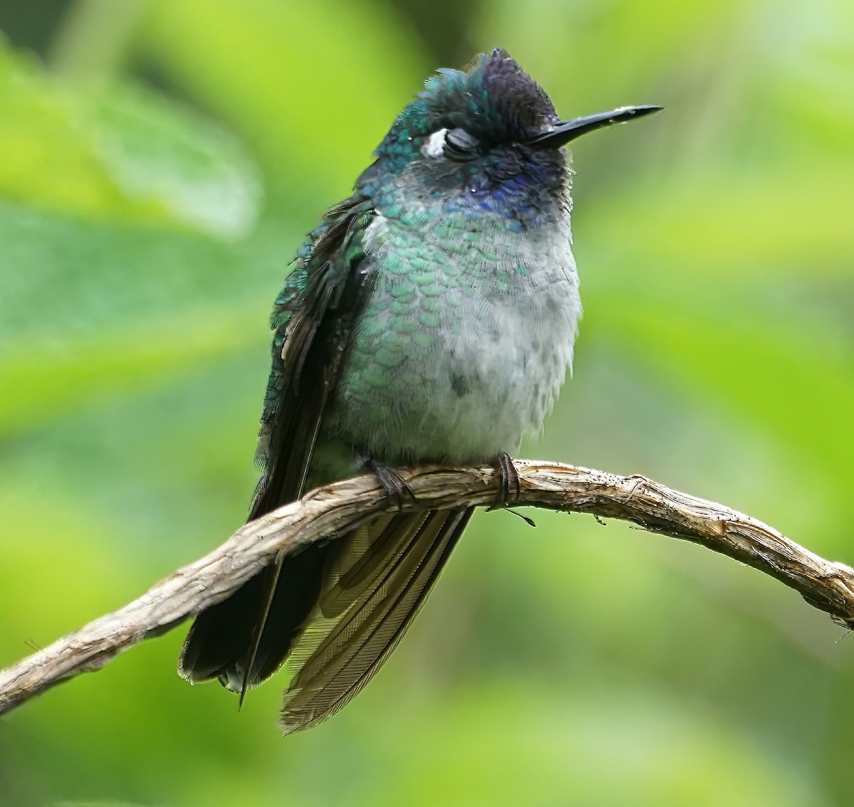 Colibrí Cabeciazul - ML646657507