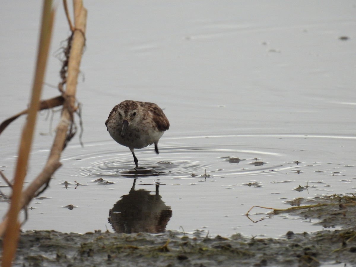 White-rumped Sandpiper - ML646657508