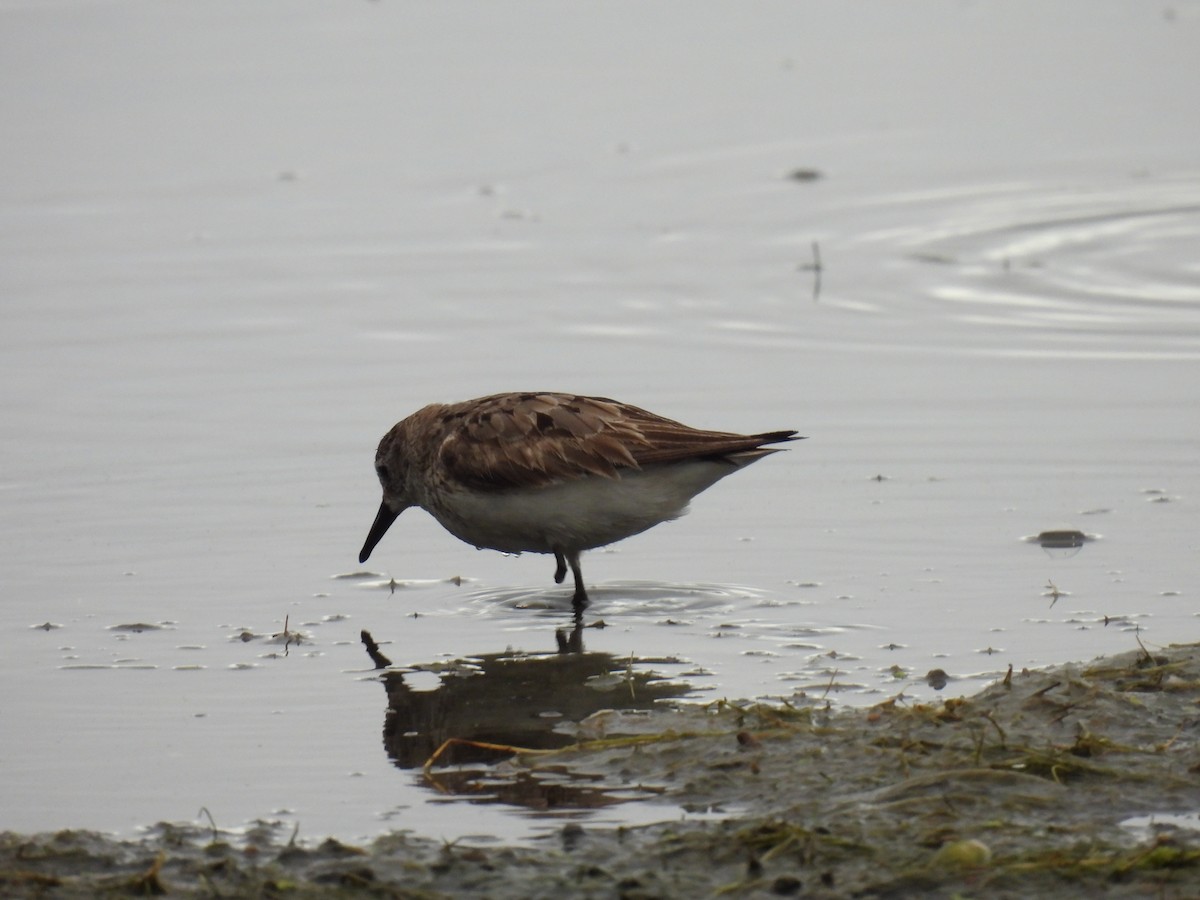 White-rumped Sandpiper - ML646657509