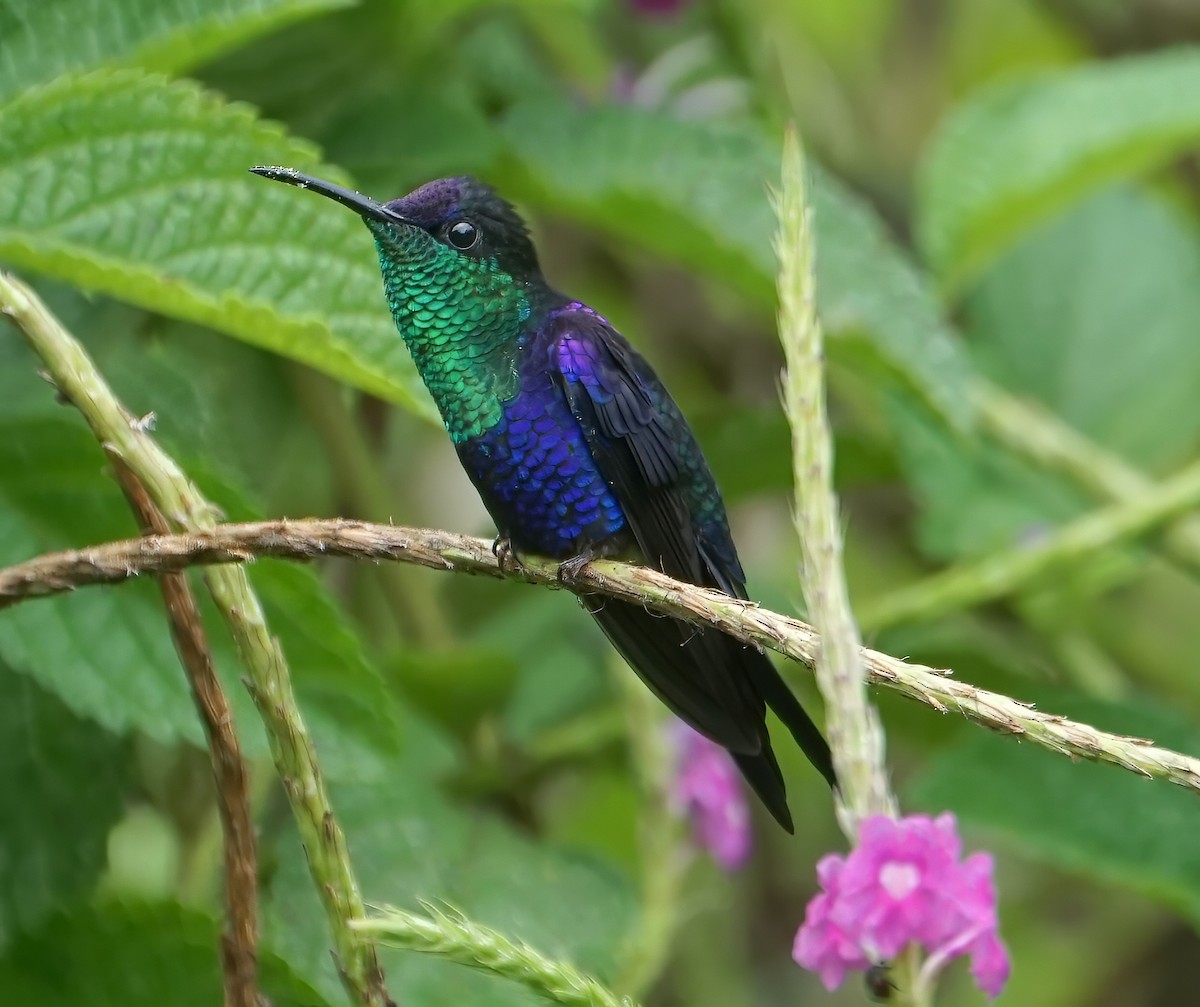 Zafiro Coronado - ML646657511