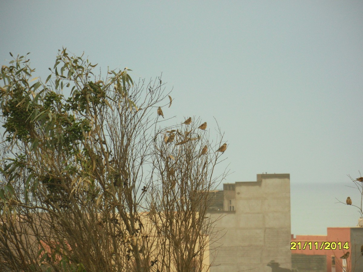 Pardillo Común - ML646657512