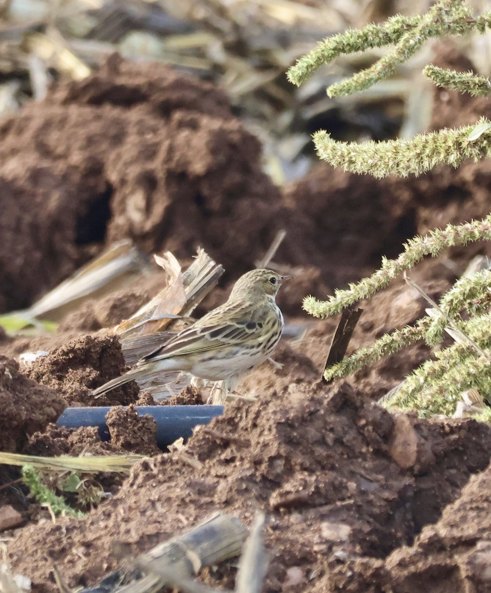 Bisbita Pratense - ML646657513